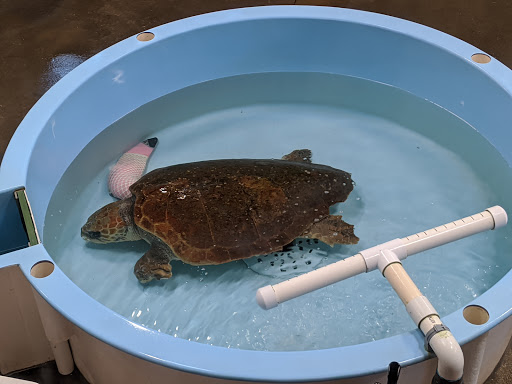 Science Museum «Marine Science Center», reviews and photos, 100 Lighthouse Dr, Ponce Inlet, FL 32127, USA