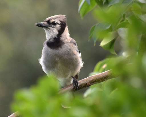 Golf Club «Plantation Preserve Golf Course & Club», reviews and photos, 7050 W Broward Blvd, Plantation, FL 33317, USA