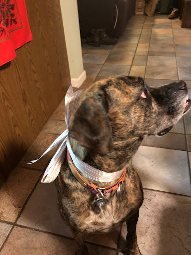 Bee Tree Veterinary Clinic LLC image