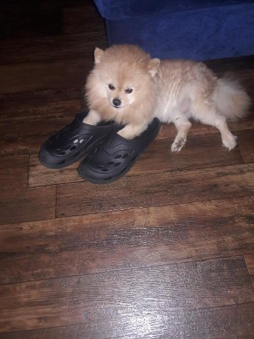 Pet Supply Store «AARF Pet Central», reviews and photos, 6570 James B Rivers Memorial Dr, Stone Mountain, GA 30083, USA