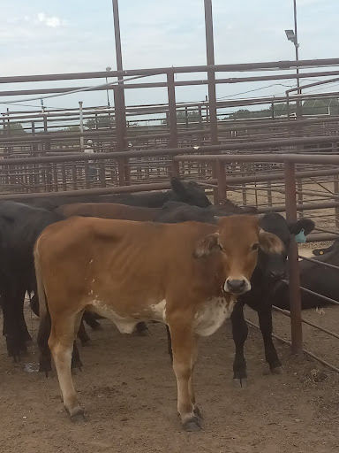 Holdenville Livestock Market