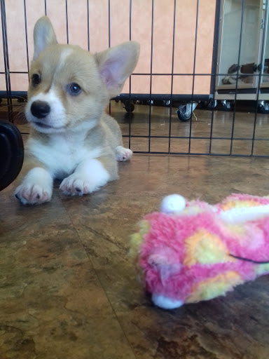 Pet Supply Store «Just Pets», reviews and photos, 8874 Maximus Dr, Lone Tree, CO 80124, USA