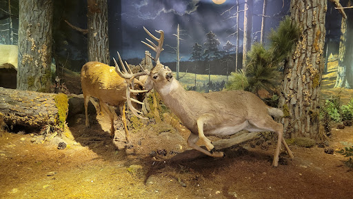 Sporting Goods Store «Bass Pro Shops», reviews and photos, 5001 Bass Pro Dr, Garland, TX 75043, USA