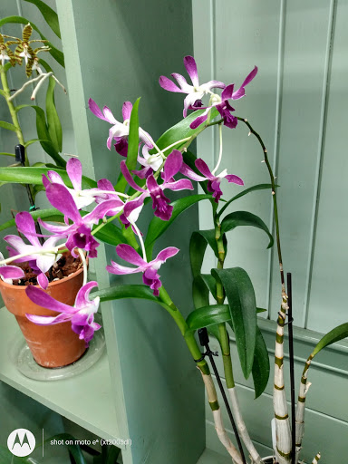 Florist «Little Brook Orchids», reviews and photos, 25 Rider Ave, Lancaster, PA 17603, USA