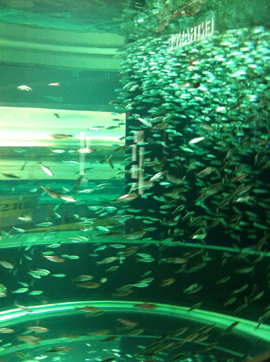 Pet Store «Fish and Aquarium Services - New York», reviews and photos, 244 5th Ave #2790, New York, NY 10001, USA