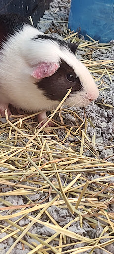 Pet Supply Store «PetSmart», reviews and photos, 1140 W Elliot Rd, Tempe, AZ 85284, USA