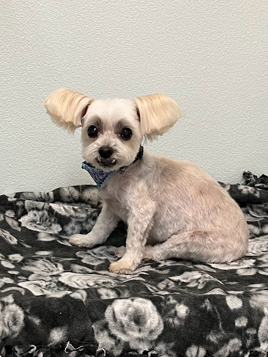 Fabulous Furr Dog Grooming