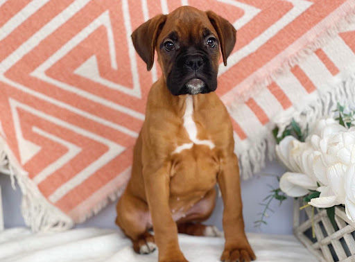 Dog Breeder «Playful Pets», reviews and photos, 115 Ridge Pike, Conshohocken, PA 19428, USA