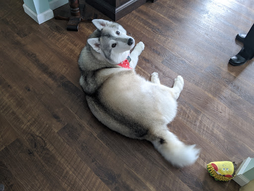 Pet Supply Store «Animal House Grooming & Quality», reviews and photos, 229 W Absecon Blvd, Absecon, NJ 08201, USA