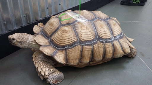 Pet Store «Petland South Orlando», reviews and photos, 3920 S Semoran Blvd, Orlando, FL 32822, USA