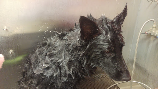 Pet Supply Store «An-Jan Feed & Pet Supply», reviews and photos, 433 Vineyard Blvd, Morgan Hill, CA 95037, USA