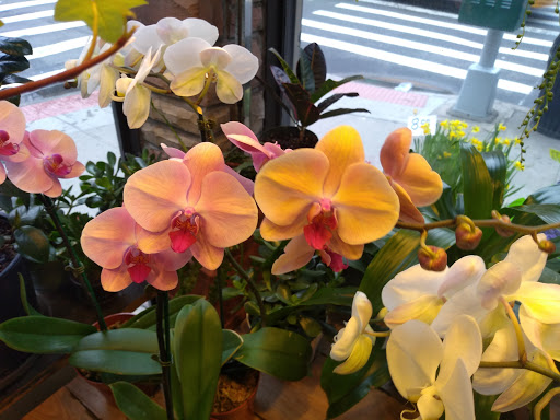 Florist «Sunshine Florist Inc.», reviews and photos, 946 1st Avenue, New York, NY 10022, USA