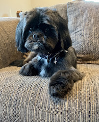 Doggie Playhouse - Photo 8 - Car repair in Palatine, IL, Elgin