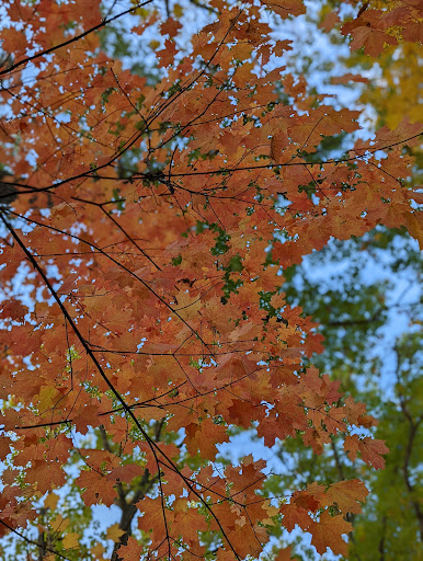 Nature Preserve «McDonald Woods Forest Preserve», reviews and photos, 19611 W Grass Lake Rd, Lake Villa, IL 60046, USA