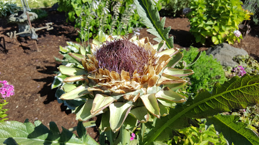 Winery «Blakeslee Vineyard Estate», reviews and photos, 20875 SW Chapman Rd, Sherwood, OR 97140, USA