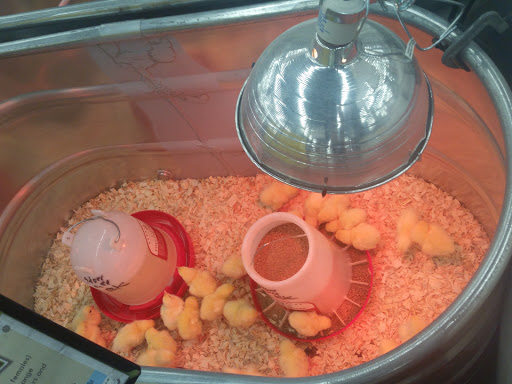 Home Improvement Store «Tractor Supply Co.», reviews and photos, 2000 Fisher Arch, Virginia Beach, VA 23456, USA