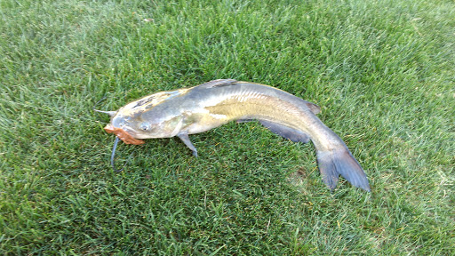 Park «Pinelake Park», reviews and photos, 598 E Crescent Way, Chandler, AZ 85249, USA