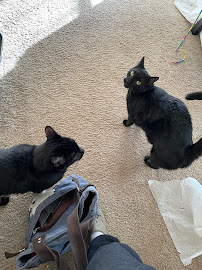 Cool Cats Professional Cat Sitting - Photo 6 - Car repair in , Durham