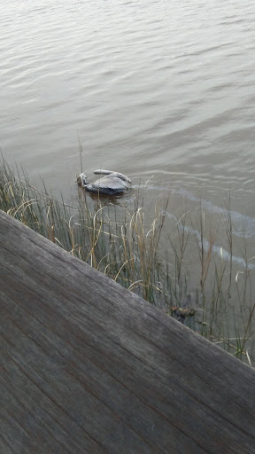 History Museum «Kaminski House Museum», reviews and photos, 1003 Front St, Georgetown, SC 29440, USA