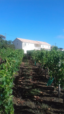 Les Raisins du Bonheur à Puisseguin