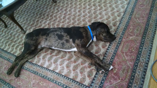 Animal Shelter «Humane Society of El Paso», reviews and photos