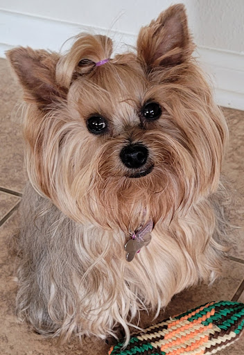 Pet Store «PetSmart», reviews and photos, 6545 North Grand Parkway West Suite 104, Spring, TX 77389, USA