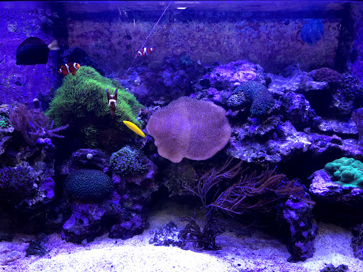 Pet Supply Store «Pets Plus», reviews and photos, 123 Nashua Rd #7, Londonderry, NH 03053, USA