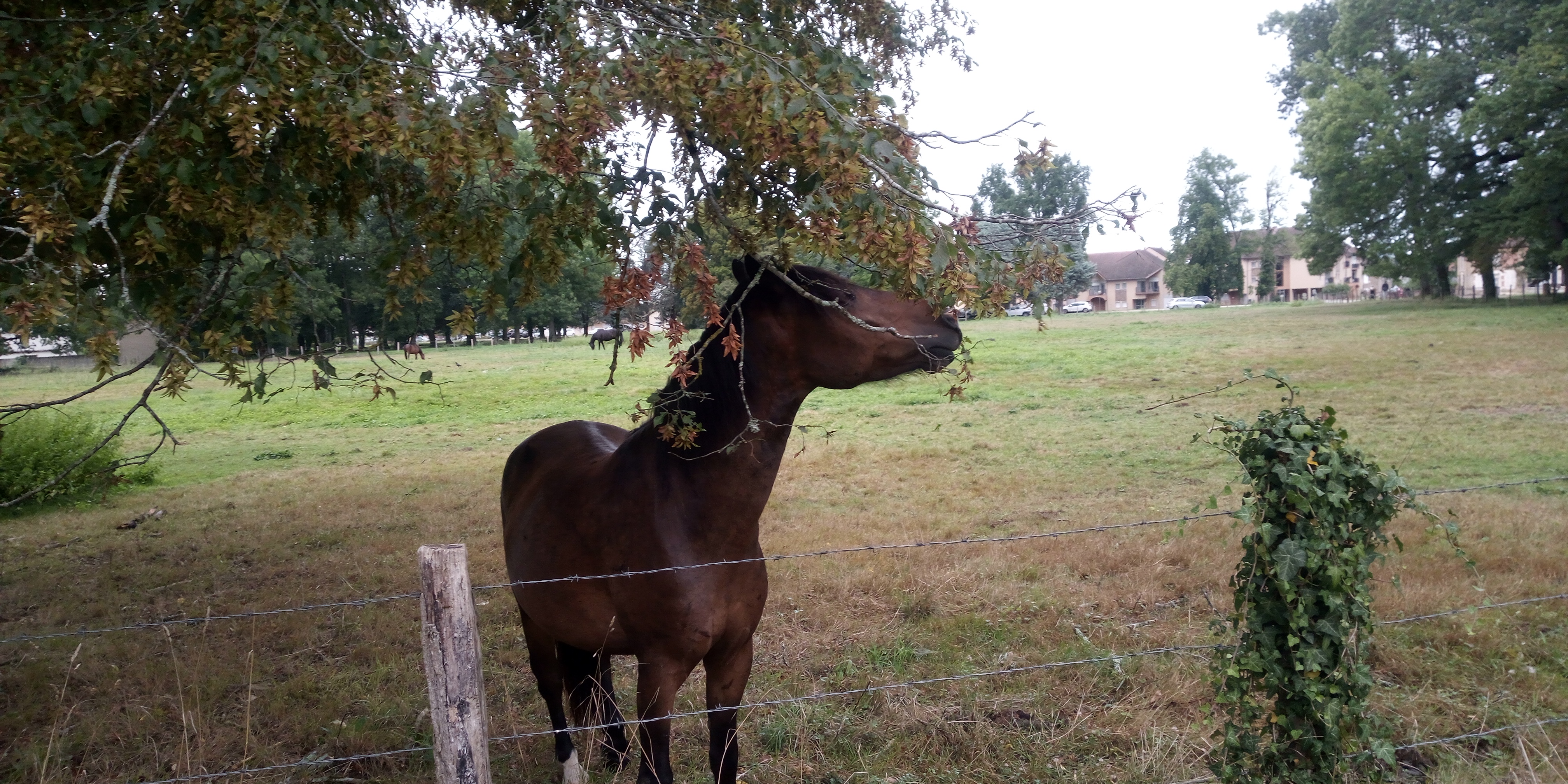 Photo n° 24 de l'avis de P. fait le 29/08/2023 à 12:10