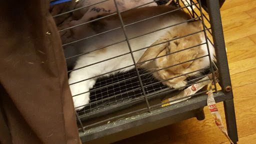 Petco image