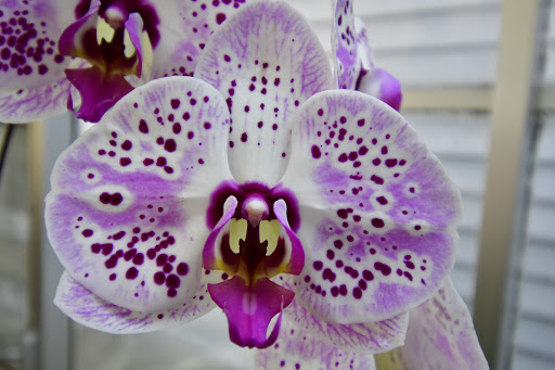 Florist «Winfield Flower Shoppe», reviews and photos, 0s118 Winfield Rd, Winfield, IL 60190, USA