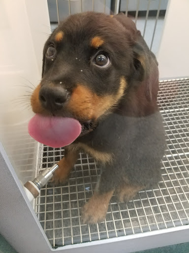 Pet Store «Petland», reviews and photos, 5470 Dixie Hwy, Fairfield, OH 45014, USA