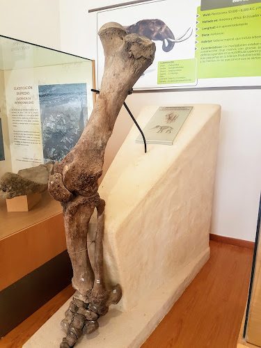 Museo Paleontológico Megaterio - Museo