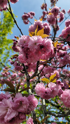 Grocery Store «Super Stop & Shop», reviews and photos, 1391 Main St, Willimantic, CT 06226, USA