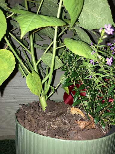 Florist «Flowers By Lou Ann», reviews and photos, 632 S Beckham Ave, Tyler, TX 75701, USA