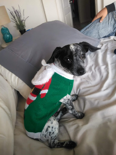 Pet Supply Store «Pet Food Gone Wild», reviews and photos, 2415 Southern Blvd SE, Rio Rancho, NM 87124, USA