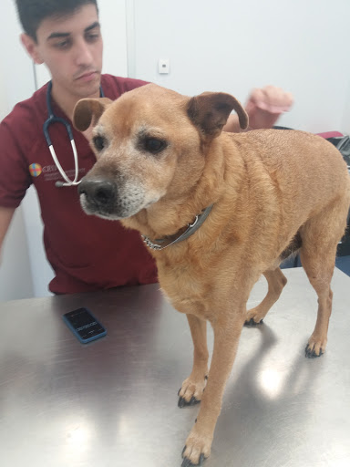 Ceu Cardinal Herrera University Hospital Veterinario en Alfara del Patriarca