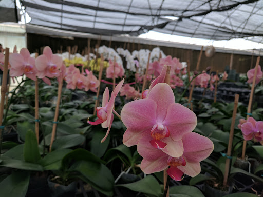 Florist «Dr Delphinium Flower & Orchid House», reviews and photos, 513 W Campbell Rd, Richardson, TX 75080, USA