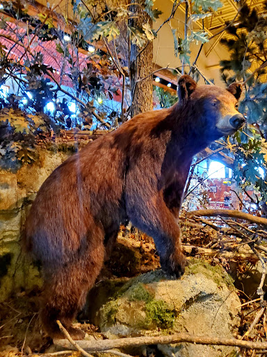 Sporting Goods Store «Bass Pro Shops», reviews and photos, 11550 Lakeridge Pkwy, Ashland, VA 23005, USA