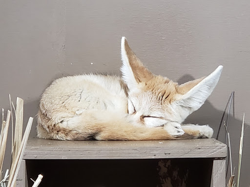 Zoo «Niabi Zoo», reviews and photos, 13010 Niabi Zoo Rd, Coal Valley, IL 61240, USA