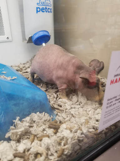 Pet Supply Store «Petco Animal Supplies», reviews and photos, 2353 Myers St, Oroville, CA 95966, USA