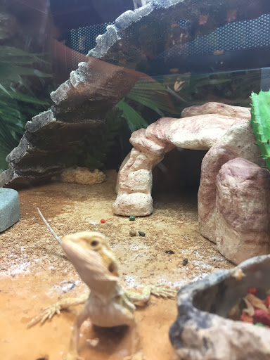 Pet Supply Store «PetSmart», reviews and photos, 2730 Pacific Coast Hwy, Torrance, CA 90505, USA