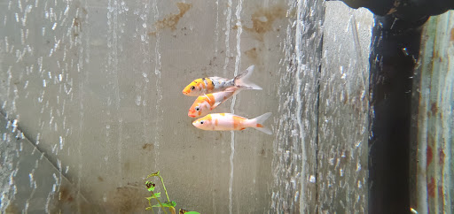 Pet Supply Store «Petco Animal Supplies», reviews and photos, 7040 Valley Creek Plaza, Woodbury, MN 55125, USA