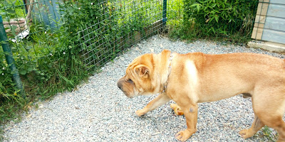 La Prairie des Moulins - SO WOOF à Moitron-sur-Sarthe