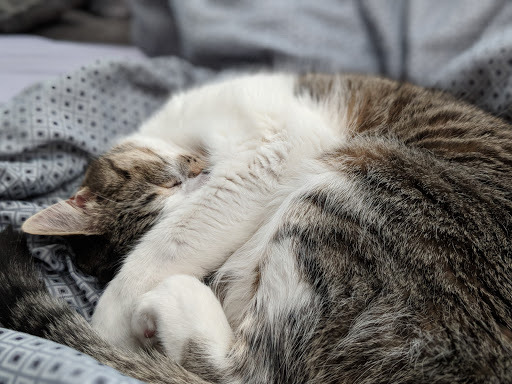 Pet Supply Store «Pet Supplies Plus», reviews and photos, 625 Southern Artery, Quincy, MA 02169, USA