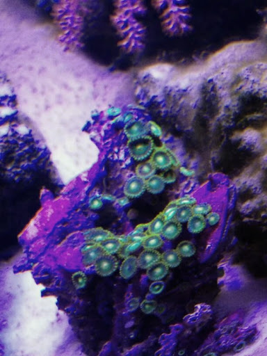 Pet Store «Colchester pet Shop LLC», reviews and photos, 111 Loomis Rd #2a, Colchester, CT 06415, USA