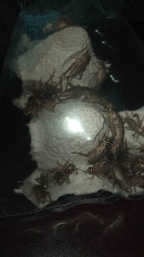 Pet Supply Store «Pet Supplies Plus», reviews and photos, 7467 St Andrews Rd, Irmo, SC 29063, USA