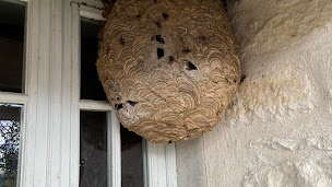 Photo n°1 de Poitou Guêpes et Frelons à Cherveux ()