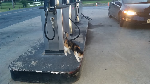 Grocery Store «Hoopers Island General Store», reviews and photos, 2806 Hoopers Island Rd, Church Creek, MD 21622, USA