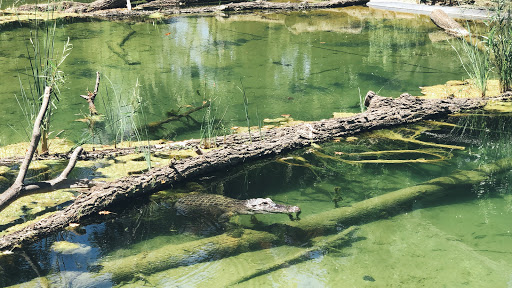 Zoo «Sacramento Zoo», reviews and photos, 3930 W Land Park Dr, Sacramento, CA 95822, USA