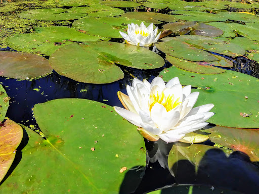National Reserve «Assabet River National Wildlife Refuge», reviews and photos, 680 Hudson Road, Sudbury, MA 01776, USA
